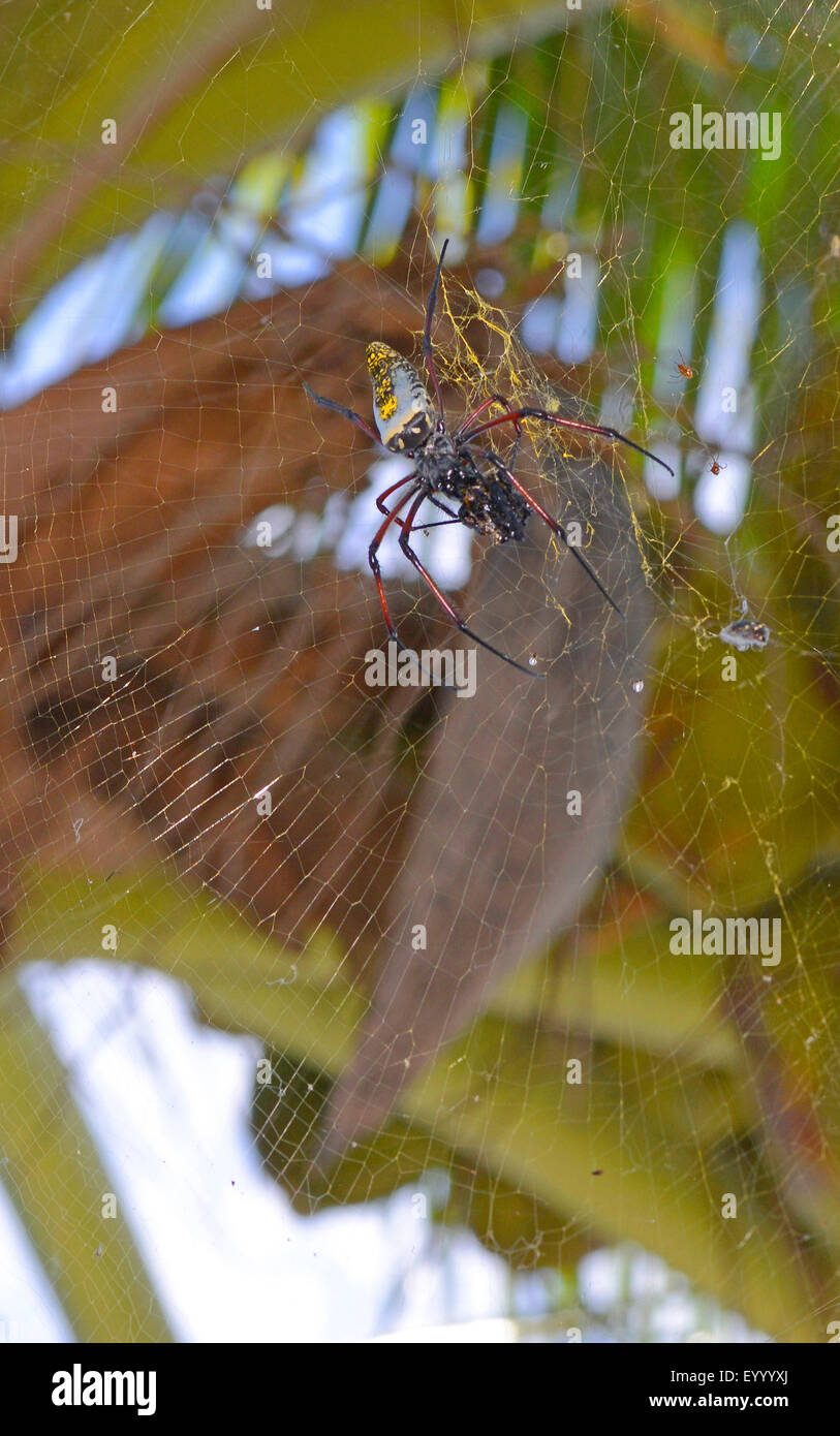 Seidenspinnen, Madagaskar Golden Orb Weaver (Nephilidae, Nephila vgl. Inaurata Madagascariensis), im Netz mit Beute, Madagaskar, Nosy Be, Naturreservat Lokobe Stockfoto