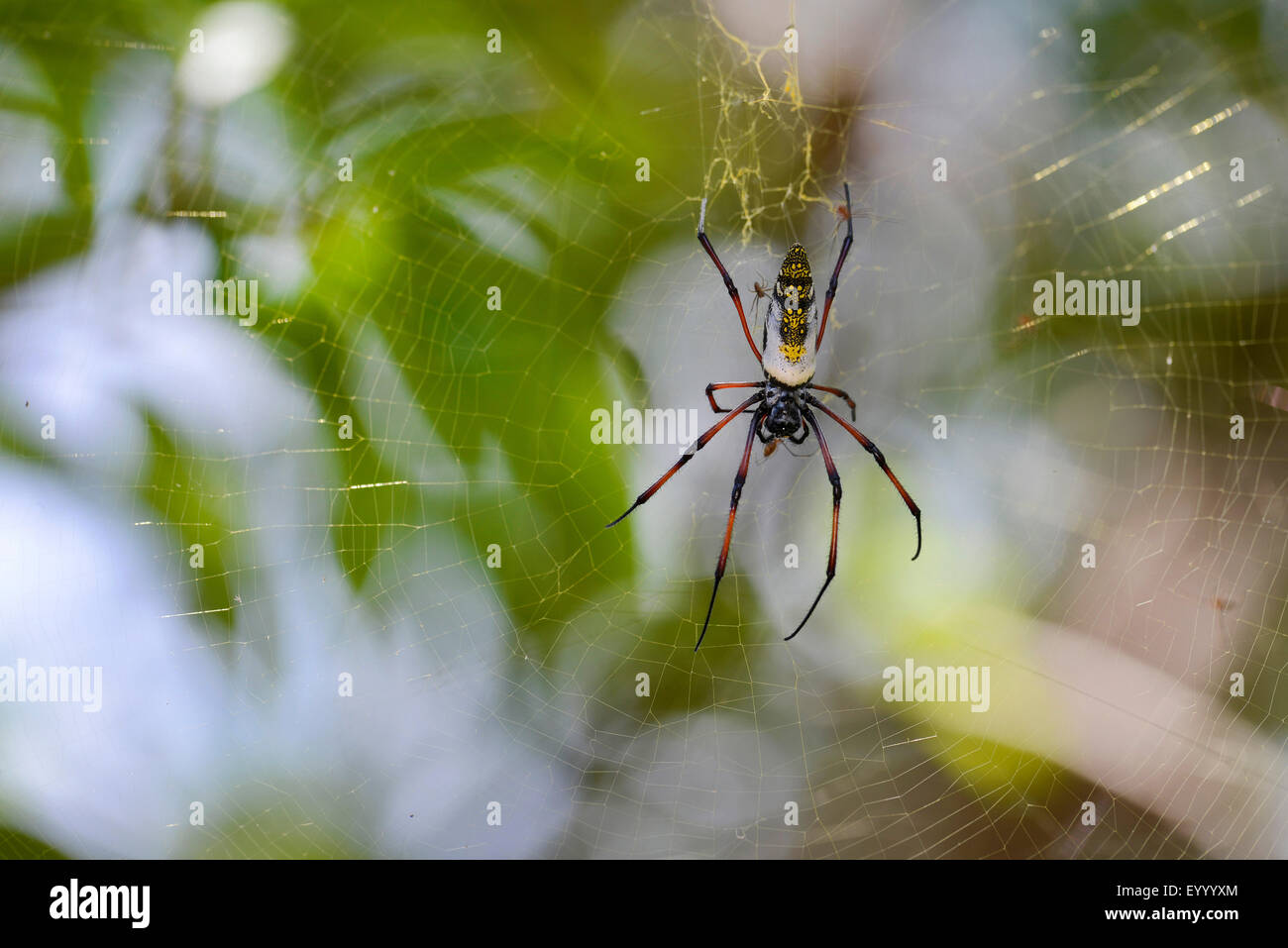 Seidenspinnen, Madagaskar Golden Orb Weaver (Nephilidae, Nephila vgl. Inaurata Madagascariensis), im Netz mit Beute, Madagaskar, Nosy Be, Naturreservat Lokobe Stockfoto