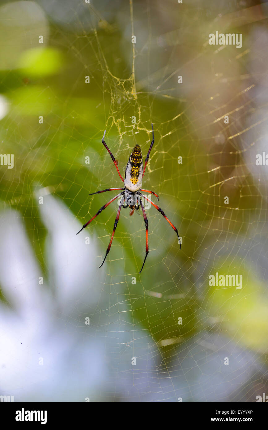Seidenspinnen, Madagaskar Golden Orb Weaver (Nephilidae, Nephila vgl. Inaurata Madagascariensis), im Netz mit Beute, Madagaskar, Nosy Be, Naturreservat Lokobe Stockfoto