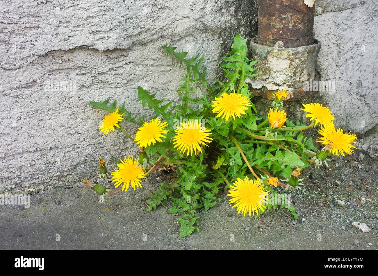 gemeinsamen Löwenzahn (Taraxacum Officinale), blühenden Löwenzahn zwischen Hauswand und Auslauf, Deutschland Stockfoto