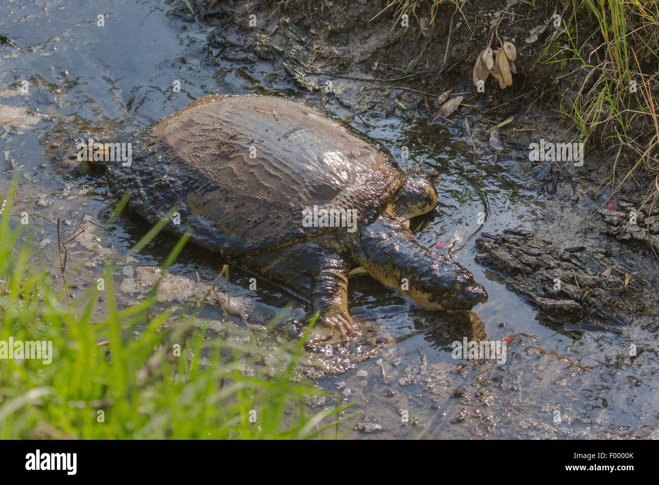 Florida Softshell Schildkröte (Apalone Ferox, Trionyx Ferox), Kreeping in einem schlammigen Brooke, USA, Florida, Kissimmee Stockfoto