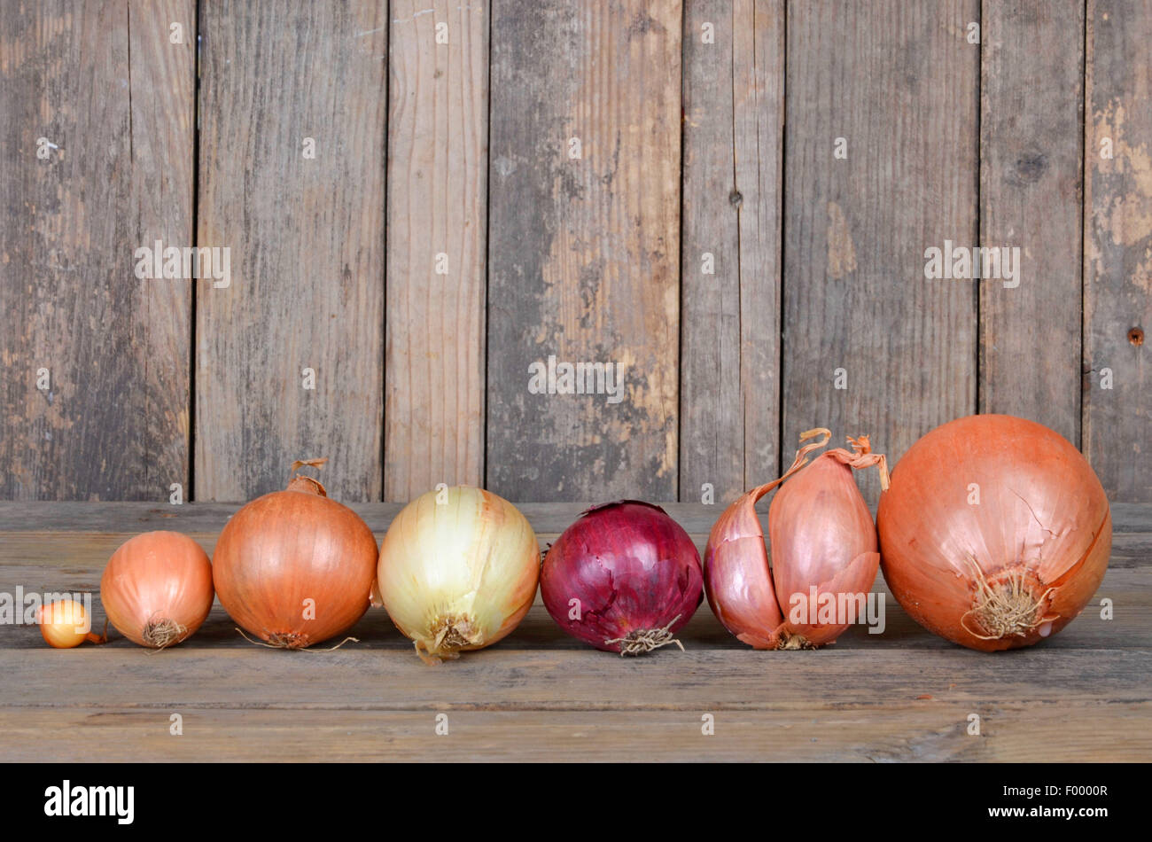 Garten-Zwiebel, Birne Zwiebel, gemeinsame Zwiebel (Allium Cepa), verschiedene Arten von Zwiebeln in einer Reihe Stockfoto