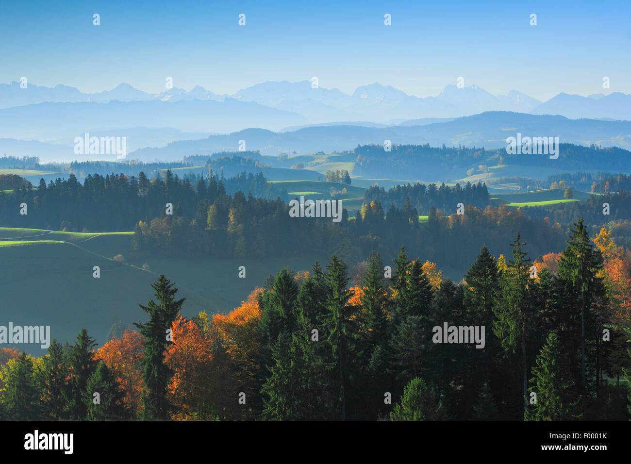 Emmentaler in den Berner Alpen, Schweiz, Berner Alpen Stockfoto