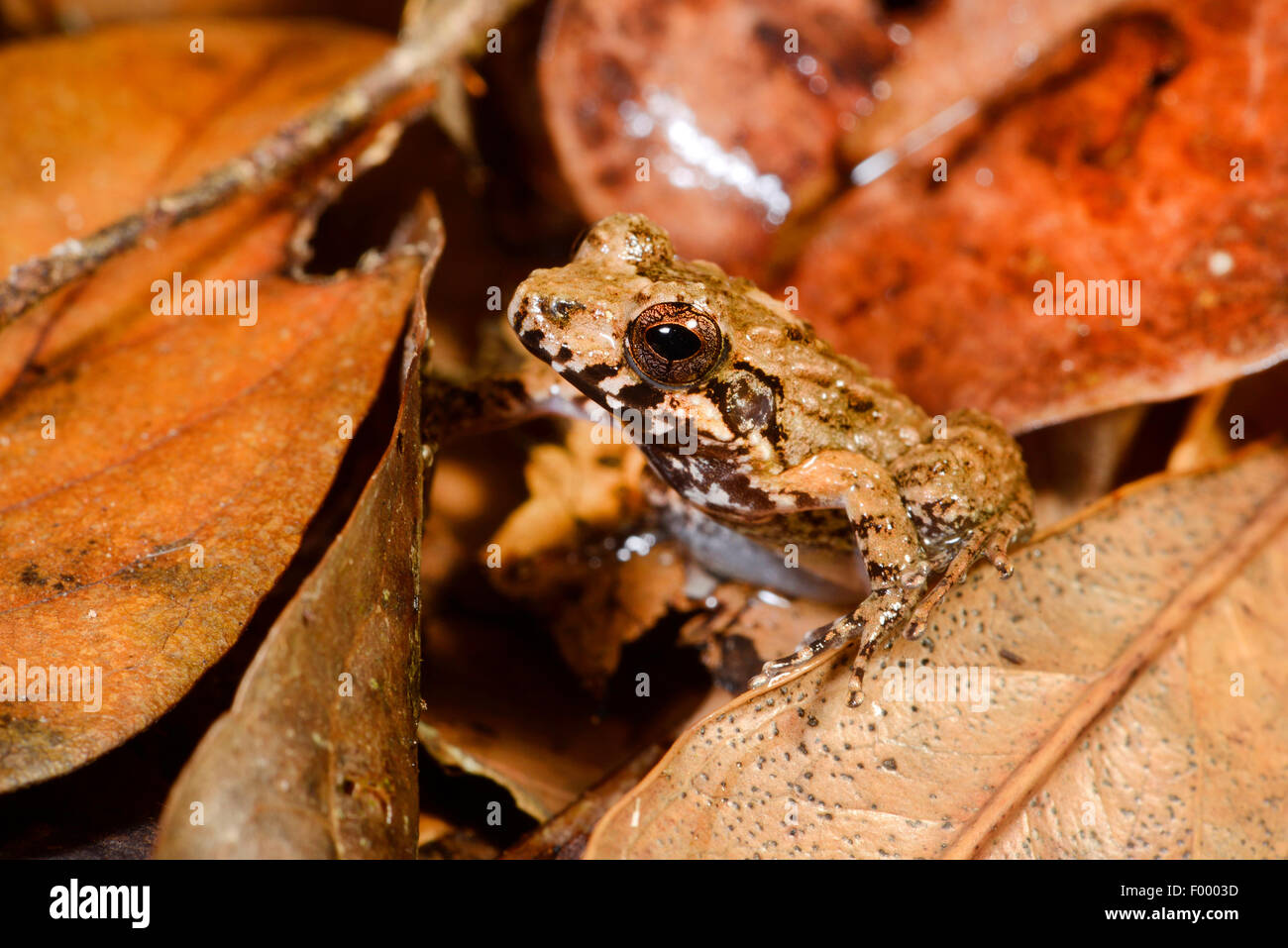 Madagassische Glas Frosch (Mantidactylus Ulcerosus), gut getarnt tropische Frosch im Regenwald, Madagaskar, Nosy Be, Lokobe Stockfoto