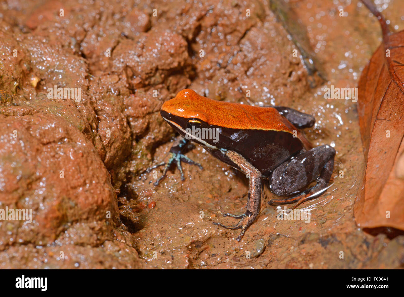 Golden Frog Betsileo, Bronze Mantella, Brown Mantella (Mantella Betsileo) auf schlammigen Boden, Madagaskar, Nosy Be, Lokobe Reserva Stockfoto