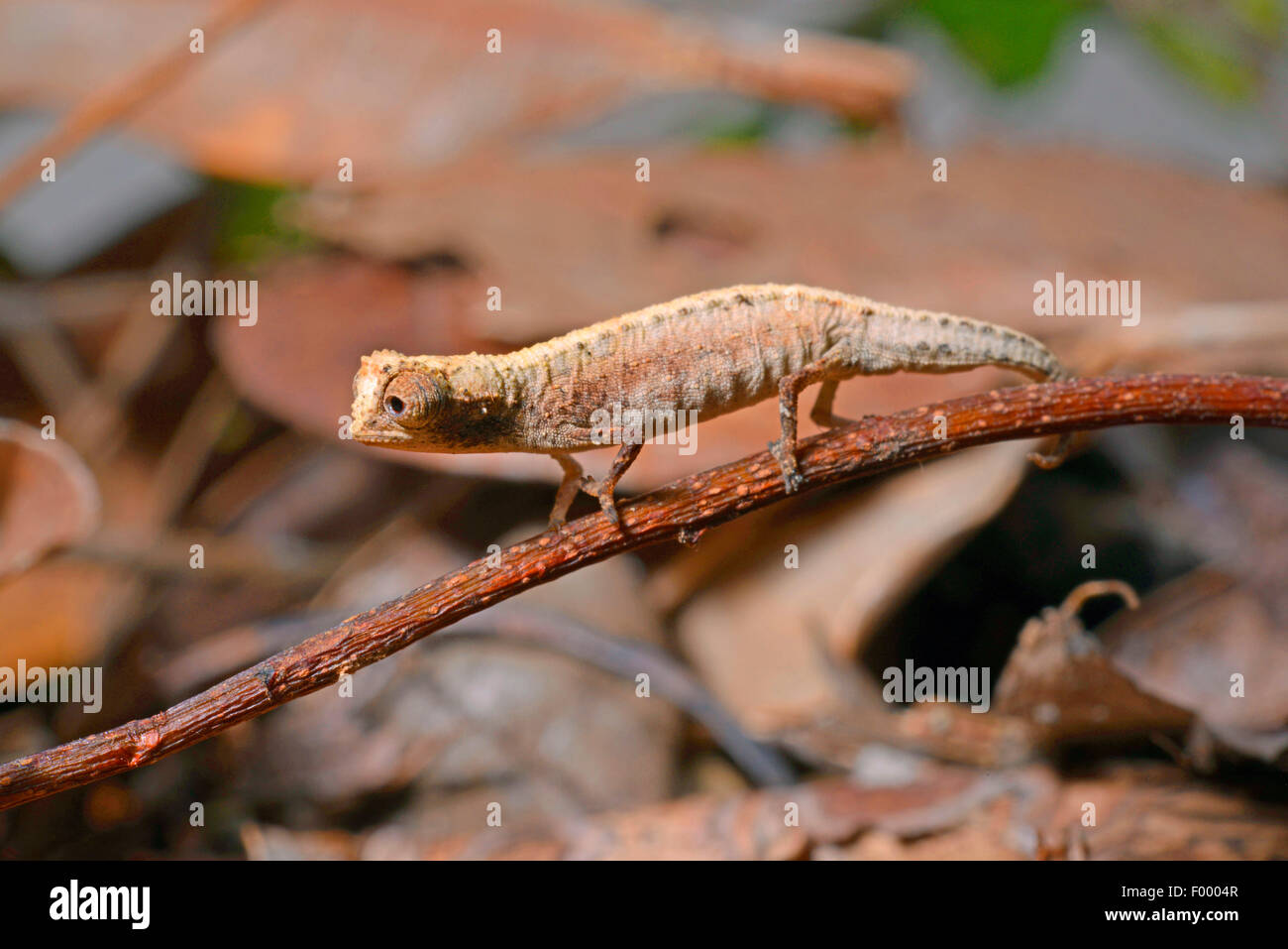 Zwerg Chamäleon, madagassische Zwerg Chamäleon, Minute Blatt Chamäleon (Brookesia Minima), sehr kleine endemischen Chamaeleon, Madagaskar, Nosy Be, Lokobe Reserva Stockfoto