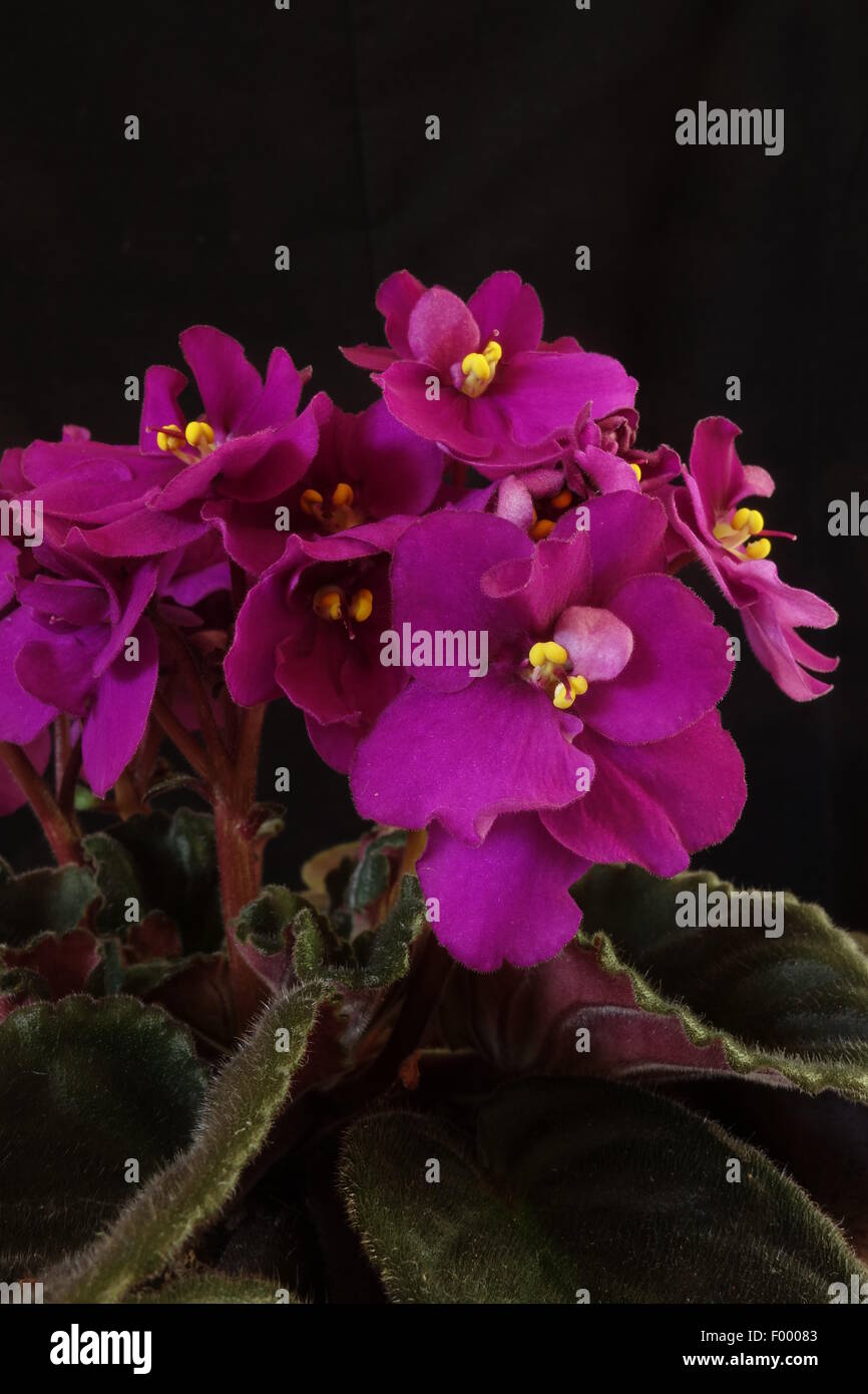 Rosa African Violet Stockfoto