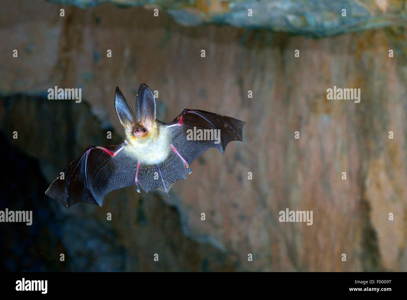 braune Langohren Fledermaus, gemeinsame langohrige Fledermaus (Langohrfledermäuse Auritus), fliegen in der Höhlenpassage der Überwinterungsplatz, Deutschland, Thüringen, Rapolda Stockfoto