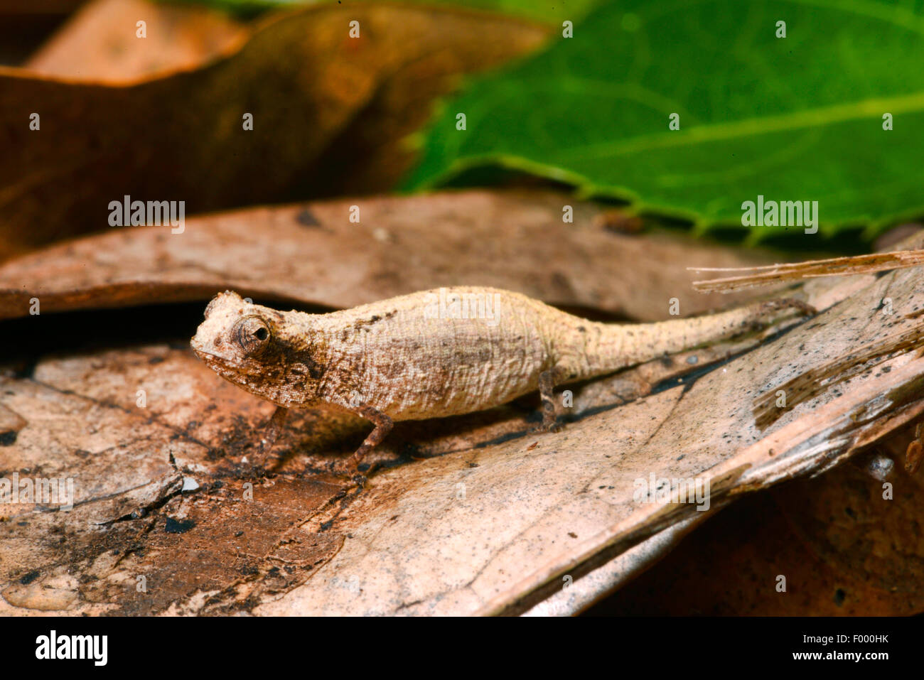 Kleinste Blatt Chamäleon, Zwerg Chamäleon (Brookesia Minima), auf ein welkes Blatt, Madagaskar, Nosy Be, Lokobe Reserva Stockfoto