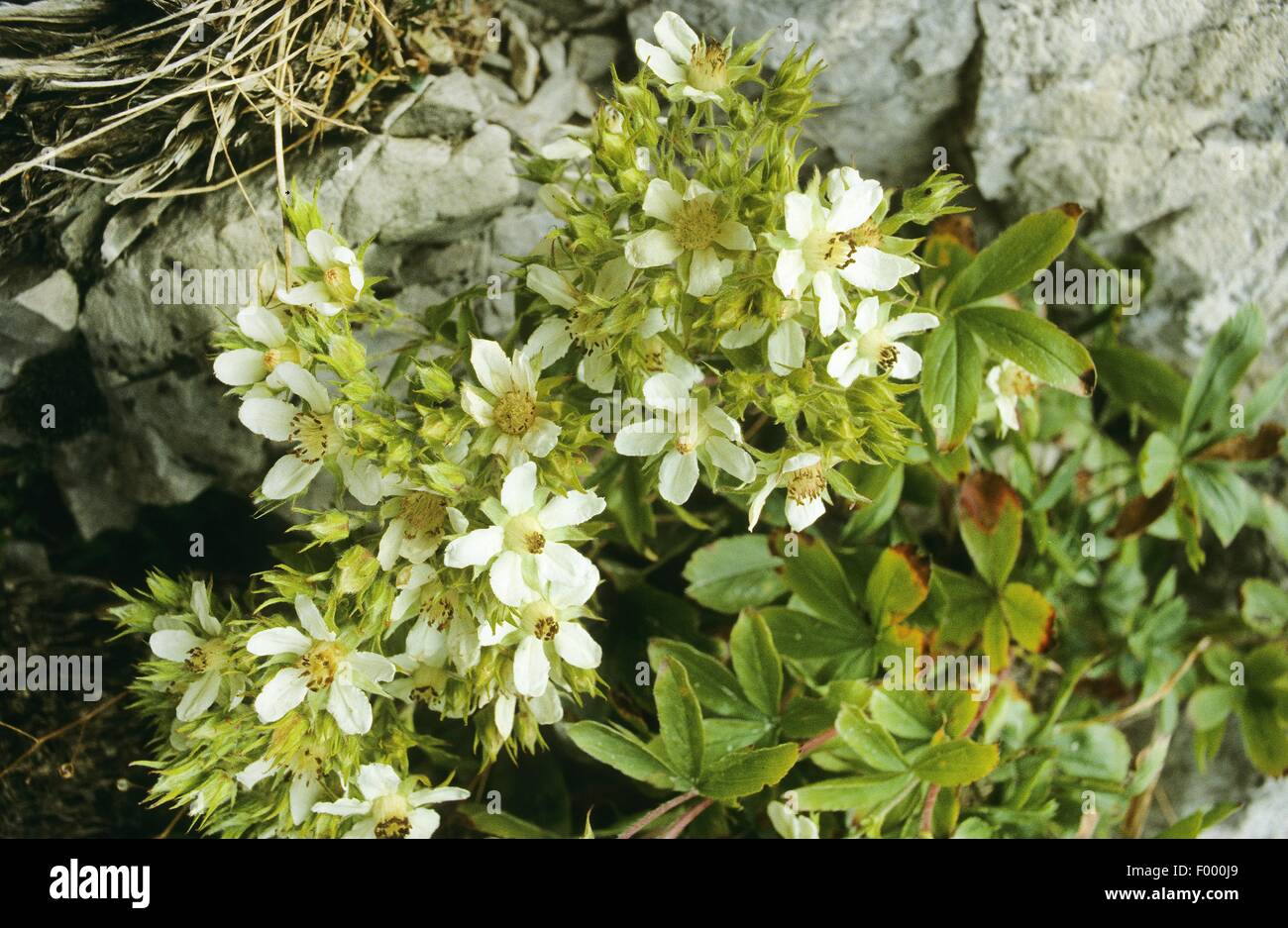 Lax Fingerkraut (Potentilla Caulescens), blühen, Deutschland Stockfoto