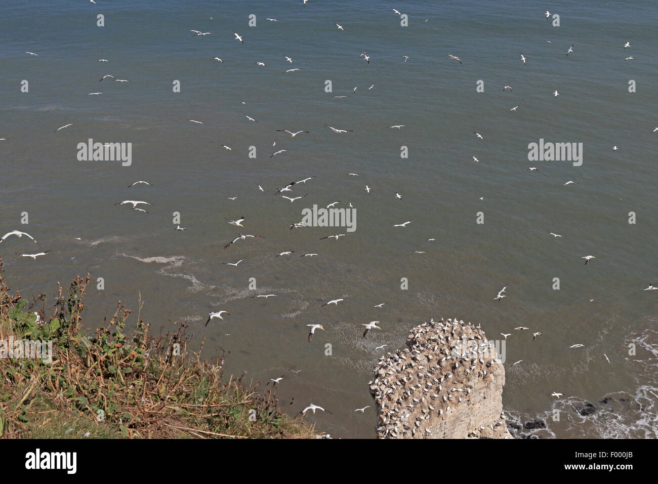 Nisten Basstölpel auf einem Meer-Stack an Bempton RSPB Reserve Stockfoto