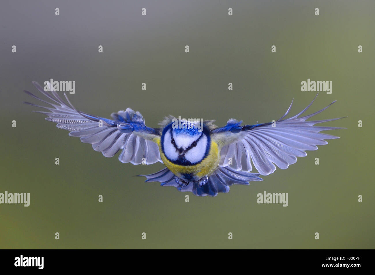 Blaumeise (Parus Caeruleus, Cyanistes Caeruleus), fliegen, Deutschland, Nordrhein-Westfalen Stockfoto