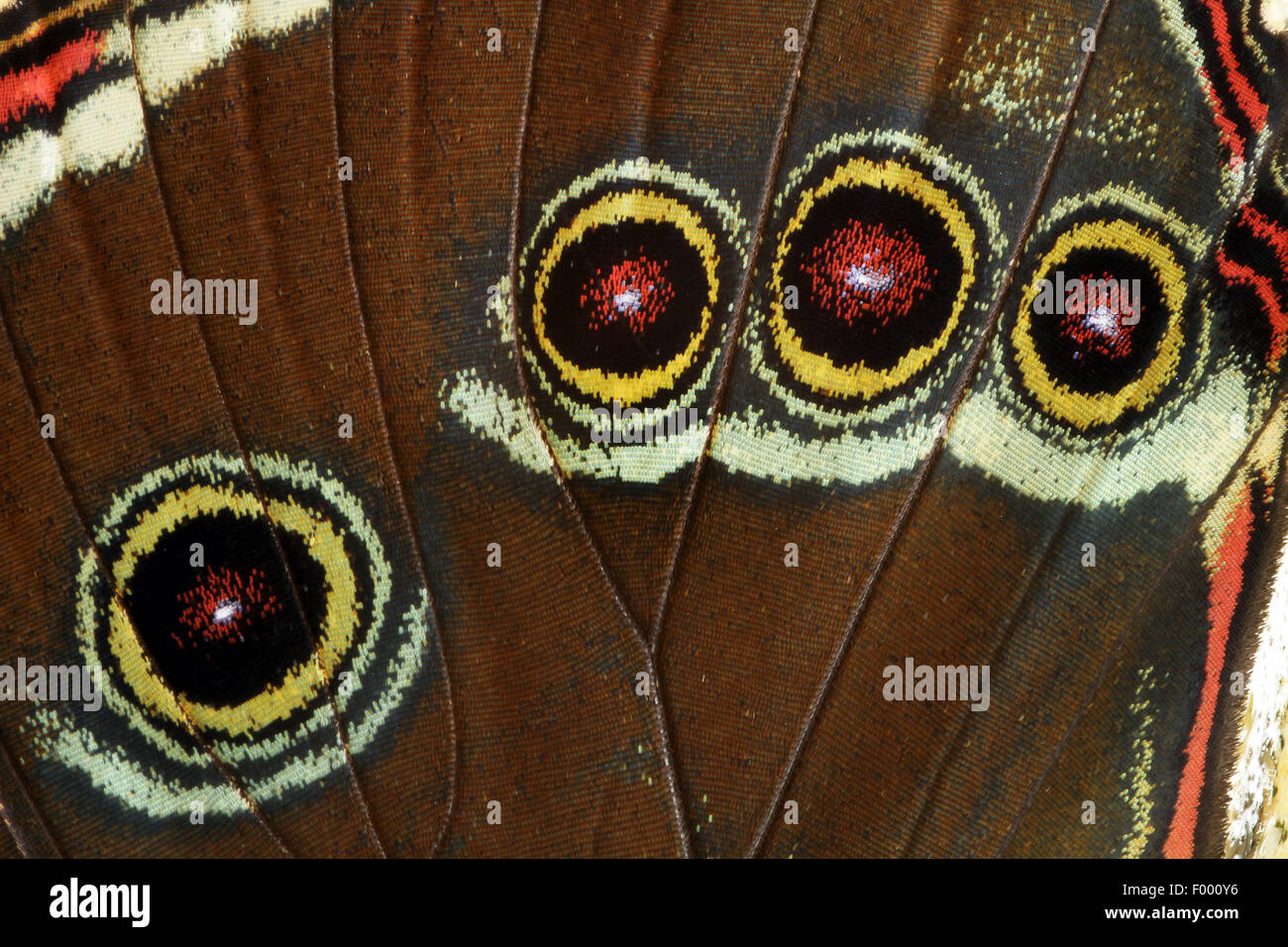 blauen Morpho (Morpho Peleides), Auge Flecken auf einem Flügel des blauen morpho Stockfoto