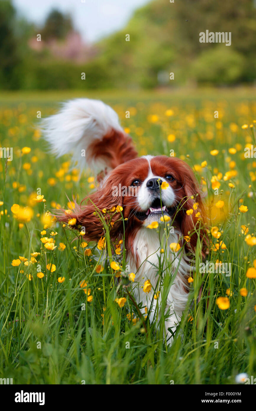 Cavalier King Charles Spaniel (Canis Lupus F. Familiaris), läuft über eine Blumenwiese Stockfoto