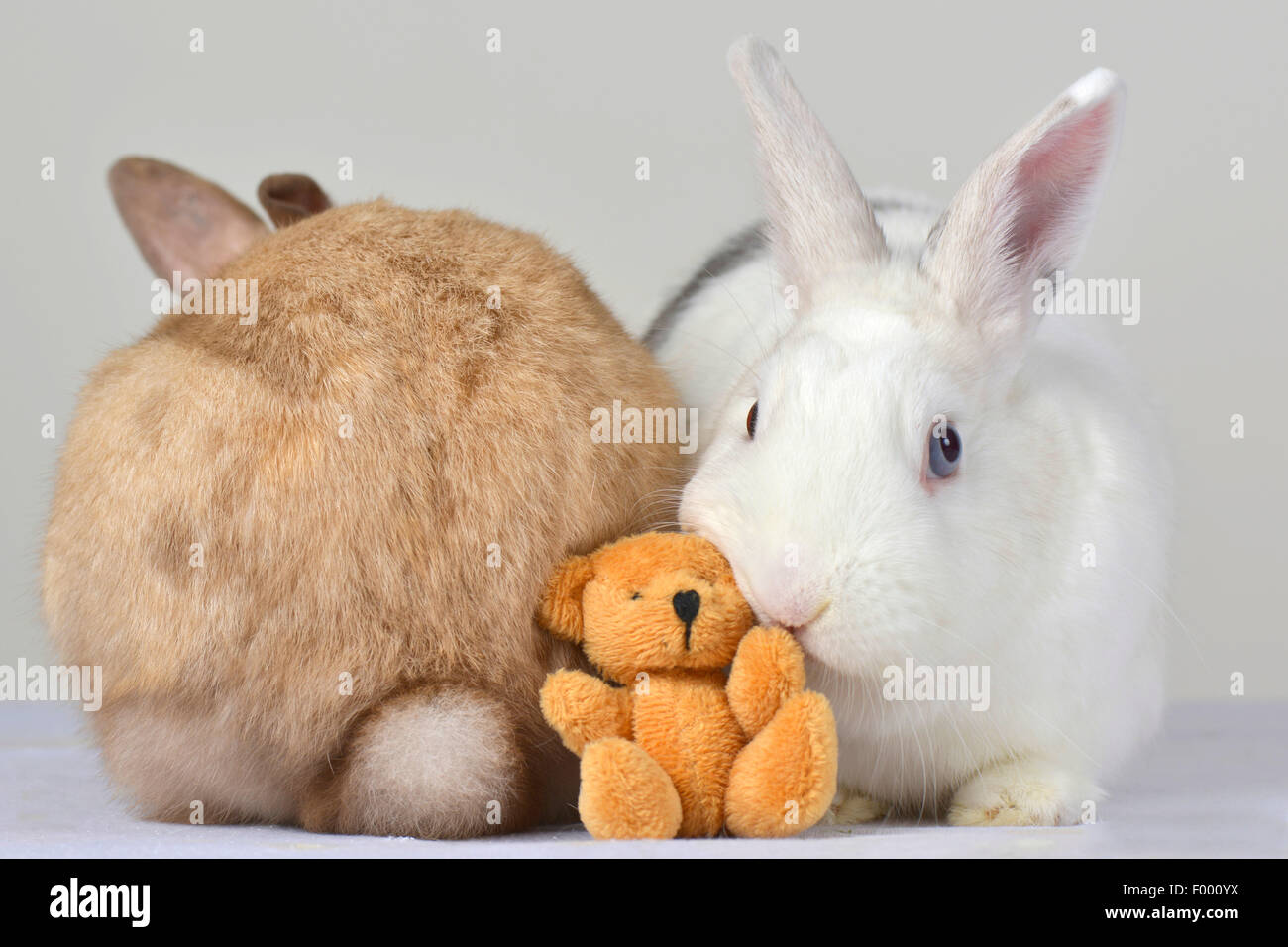 Netherland Dwarf (Oryctolagus Cuniculus F. Domestica), zwei Kaninchen kuscheln mit einem kleinen Teddy Bär Stockfoto