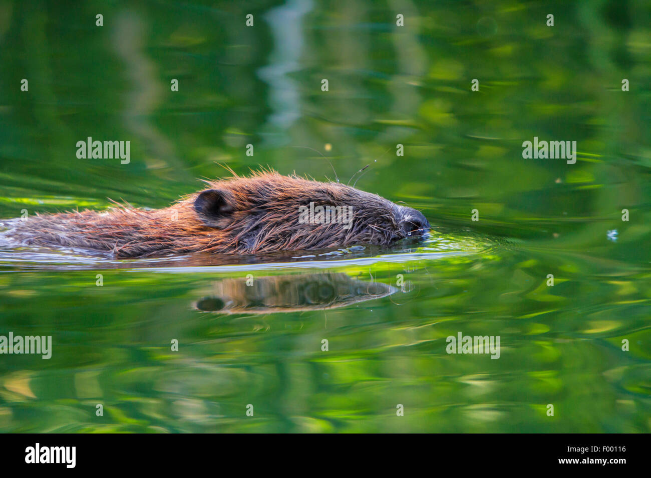 Eurasische Biber, europäische Biber (Castor Fiber), Baden, Schweiz, Bodensee Stockfoto