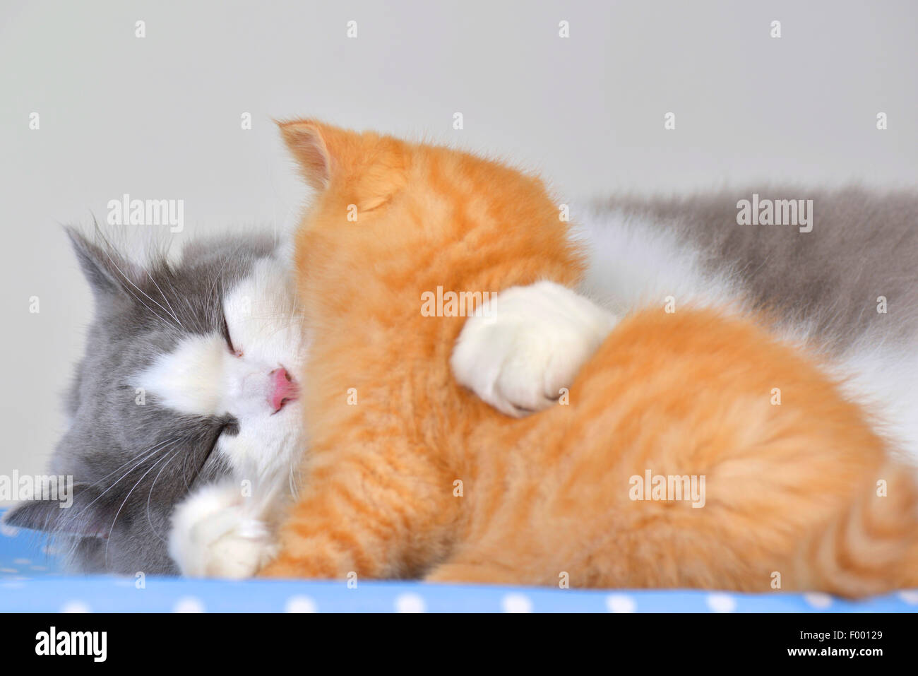 Inländische Katze Hauskatze Felis Silvestris F Catus