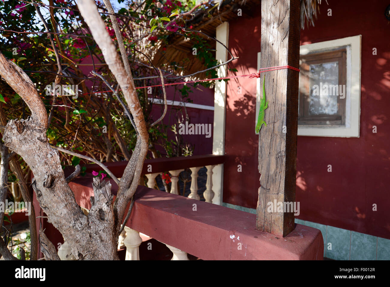 Madagaskar Riesen Taggecko (Phelsuma Madagascariensis Grandis, Phelsuma Grandis), sitzt Kopf zuerst an einem hölzernen Pfosten vor einem Haus, Madagaskar, Diana Stockfoto