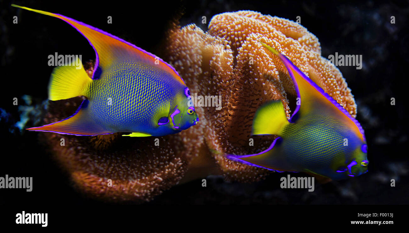 Königin Anglefish (Holacanthus Ciliaris), Königin zwei Anglefishes vor Korallen Stockfoto