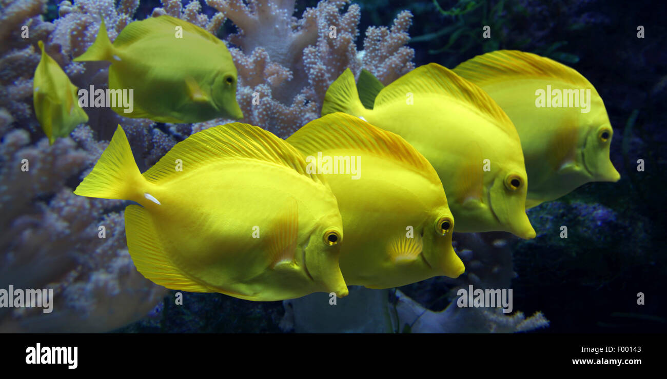 gelbe Tang (Zebrasoma Flavescens), sechs gelbe tangs Stockfoto