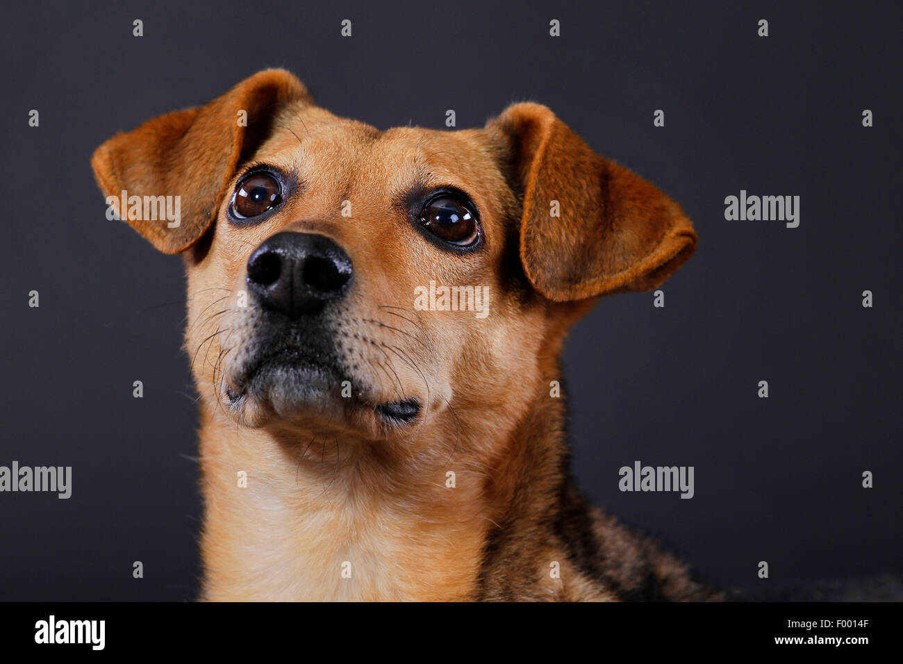 Haushund (Canis Lupus F. Familiaris), Porträt vor schwarzem Hintergrund Stockfoto