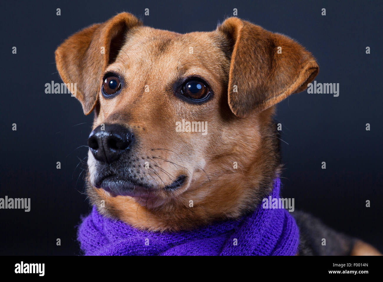 Haushund (Canis Lupus F. Familiaris), mit lila Schal vor schwarzem Hintergrund, Porträt Stockfoto