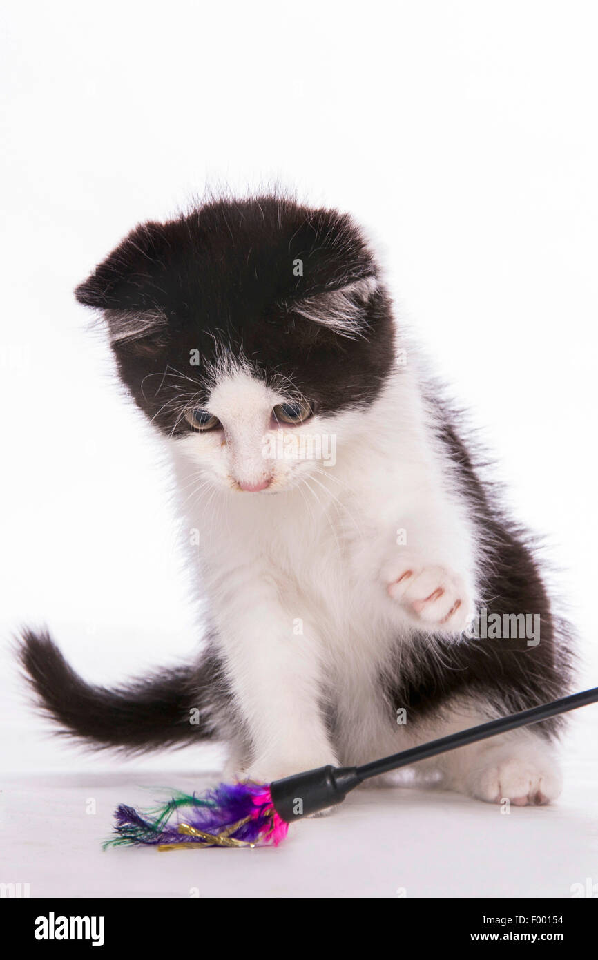 Hauskatze, Hauskatze (Felis Silvestris F. Catus), entdeckt schwarz und Pfingstmontag Kätzchen spielen mit einer Feder Wedel Stockfoto
