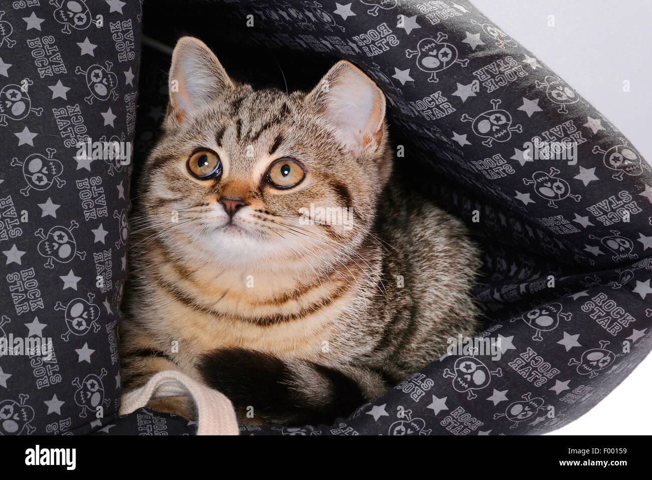 Britisch Kurzhaar (Felis Silvestris F. Catus), gestreiftes Kätzchen im Korb Katze liegend Stockfoto