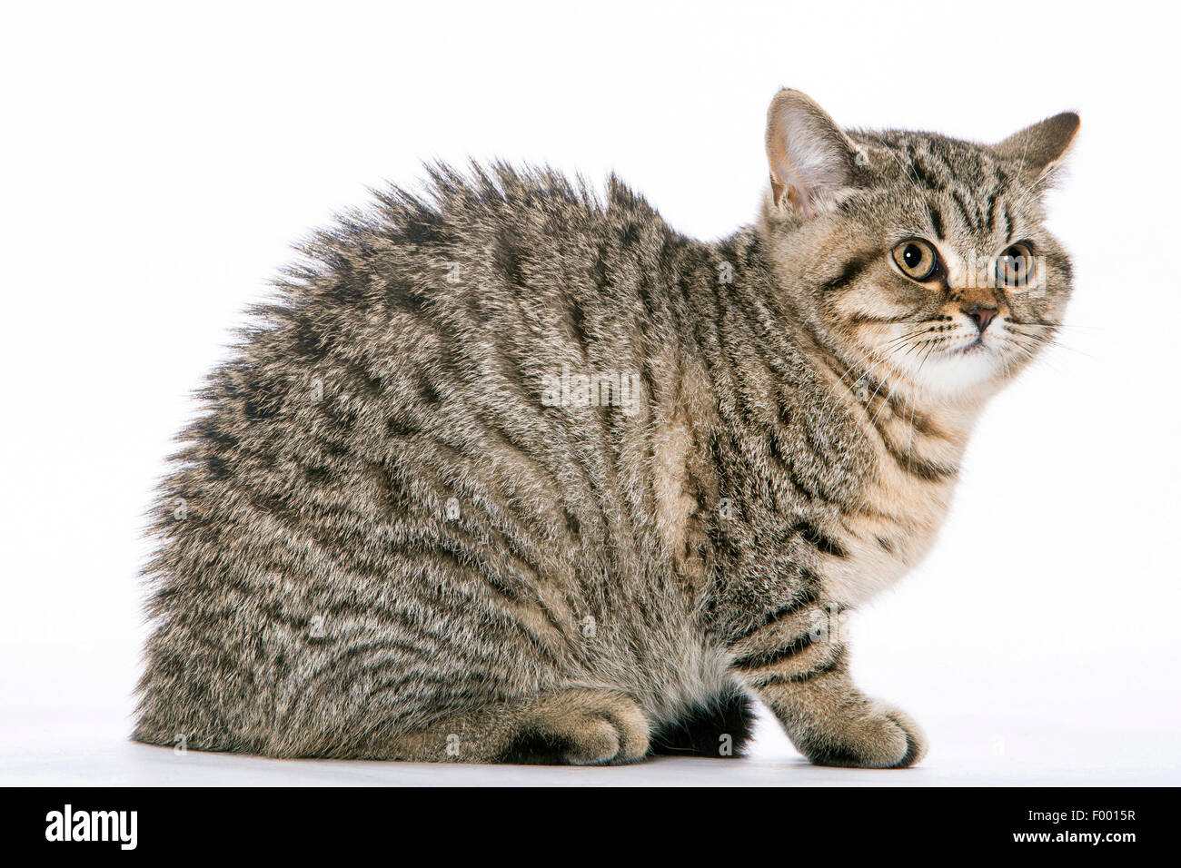 Britisch Kurzhaar (Felis Silvestris F. Catus) ist wenig gestreifte Katze Wölbung einer zurück Stockfoto