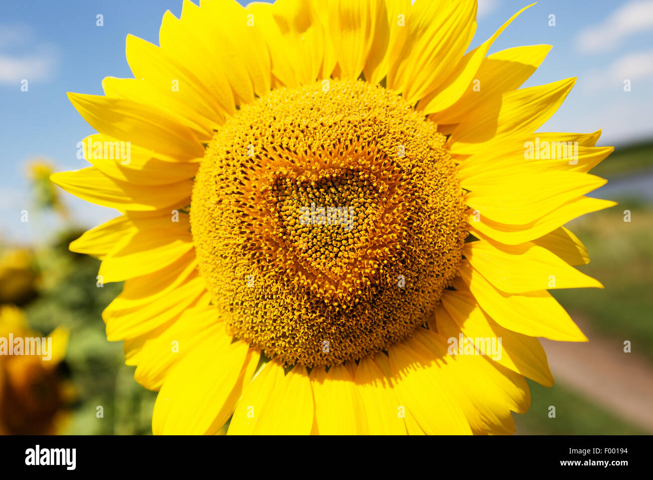 Sonnenblume, Nahaufnahme Foto in Herzform Stockfoto