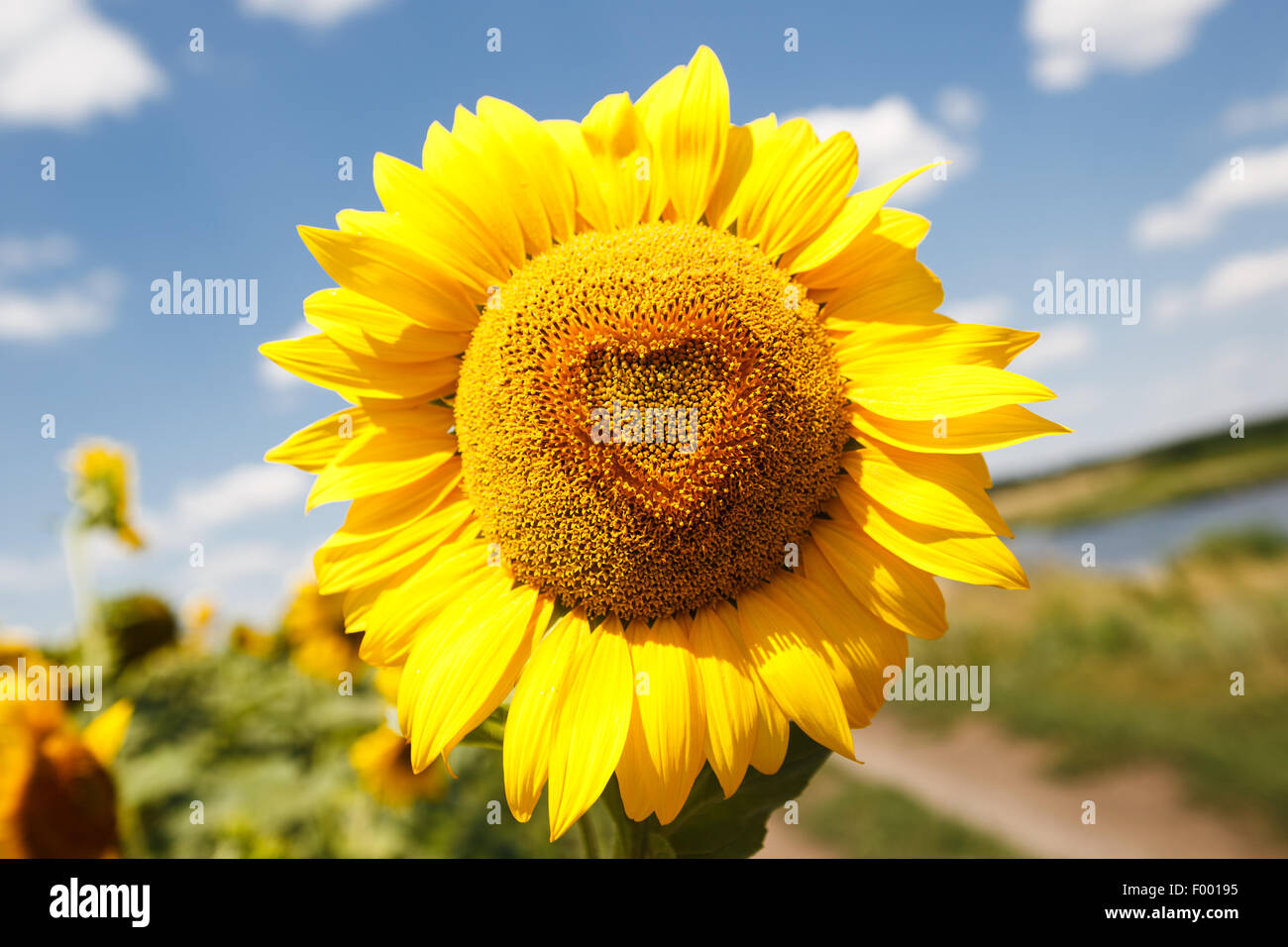 Sonnenblume, Nahaufnahme Foto in Herzform Stockfoto