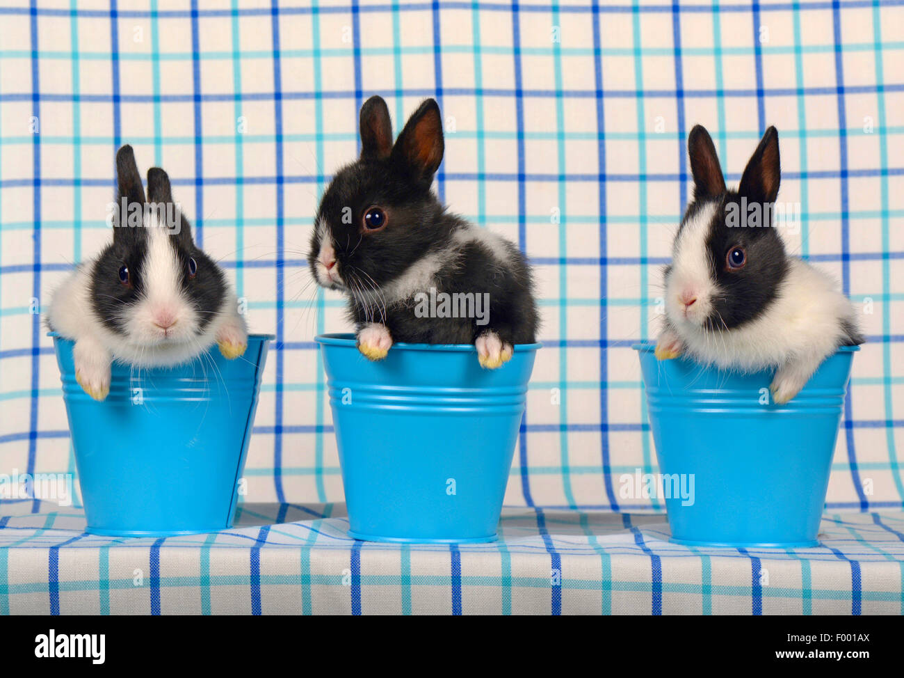 Netherland Dwarf (Oryctolagus Cuniculus F. Domestica), drei Hasen in Eimern Stockfoto