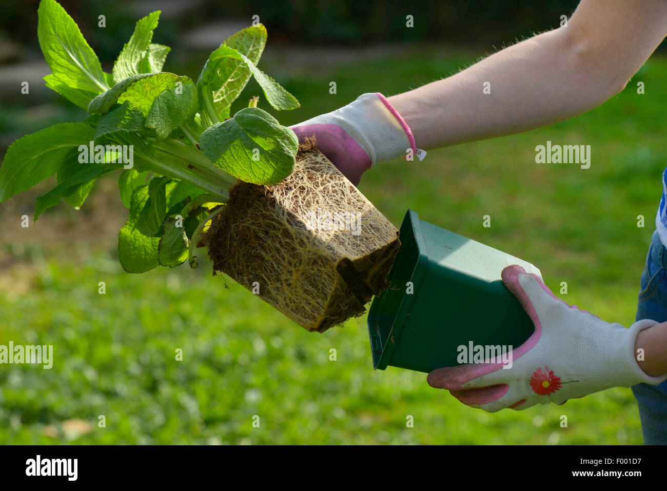 Pflanzen in einem Garten, Deutschland Stockfoto