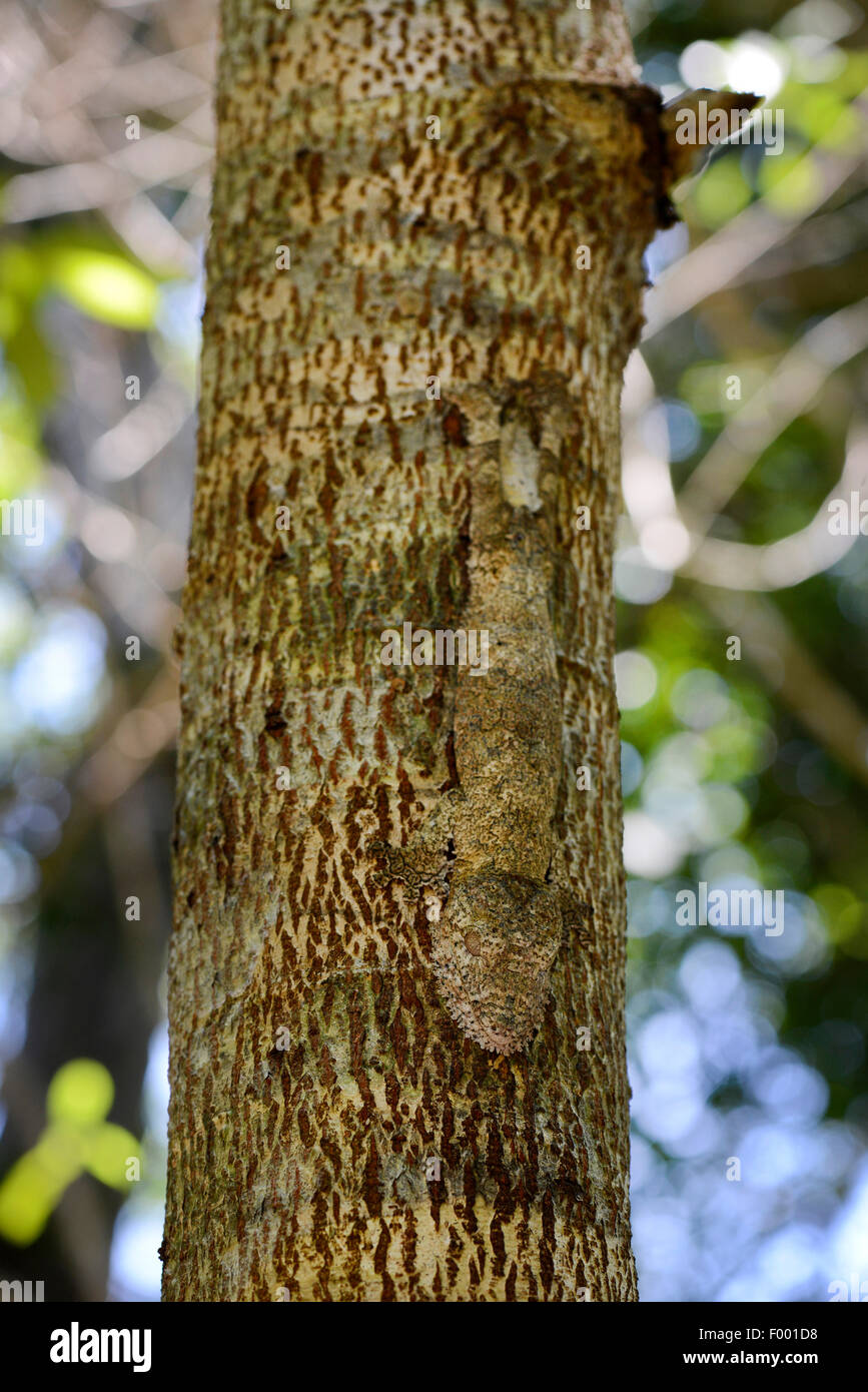 Henkel Blatt-tailed Gecko (Uroplatus Henkeli), perfekt getarnt Gecko auf einem Baumstamm, Madagaskar, Nosy Be, Lokobe Reserva Stockfoto