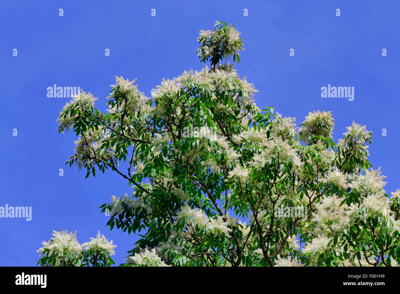 Chinesische Blumenesche (Fraxinus Paxiana), blühen Stockfoto