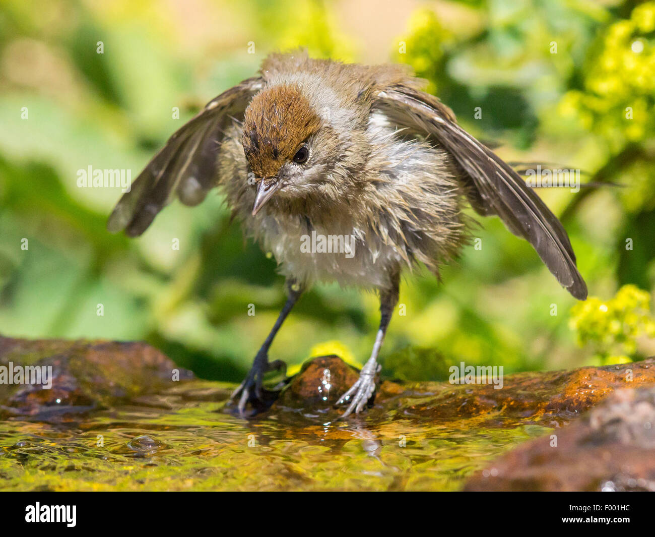 Mönchsgrasmücke (Sylvia Atricapilla), weibliche Sprung ins Wasser, Deutschland Stockfoto