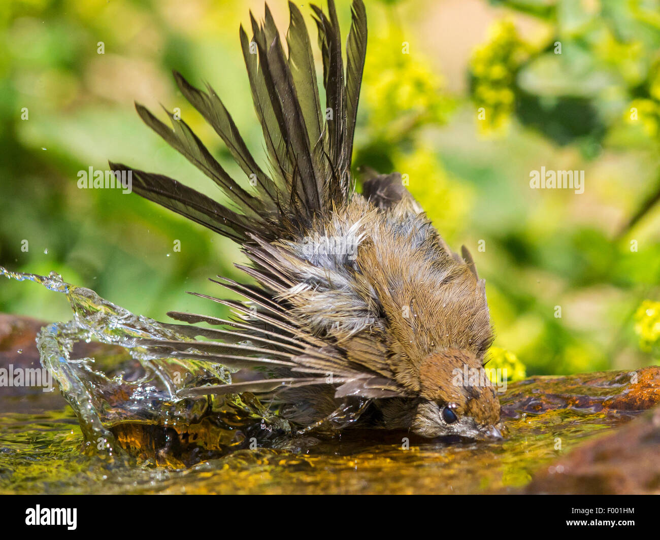 Mönchsgrasmücke (Sylvia Atricapilla), Baden, Weiblich, Deutschland Stockfoto