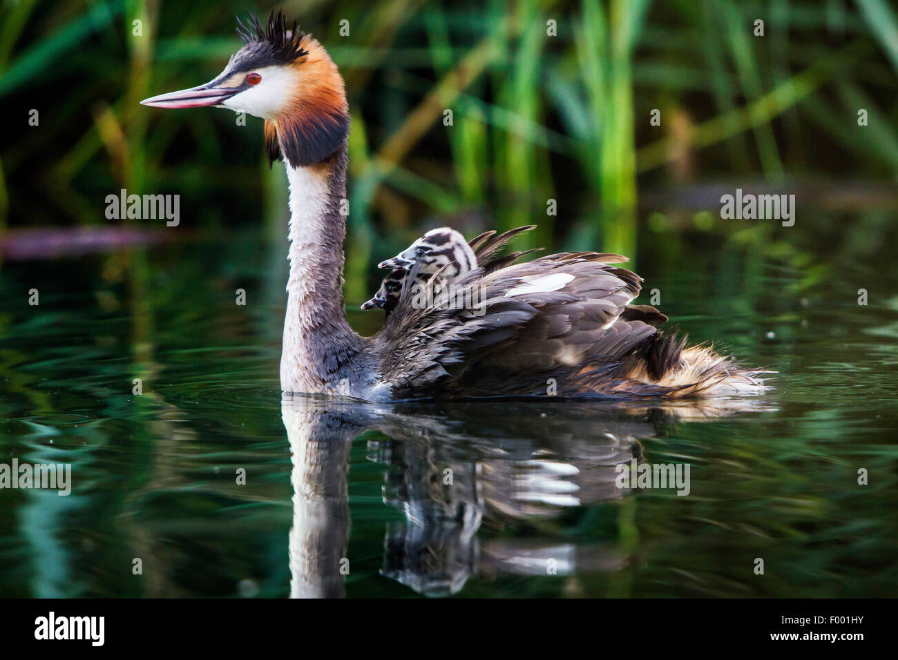 Great crested Haubentaucher (Podiceps Cristatus), schwimmt mit zwei Küken auf seinen Rücken, der Schweiz, dem Bodensee Stockfoto