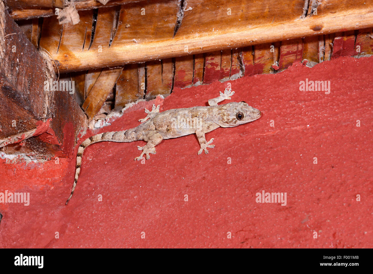 Afrikanisches Haus Gecko (Hemidactylus Mercatorius), sitzt auf einer Mauer, Madagaskar, Diana Stockfoto