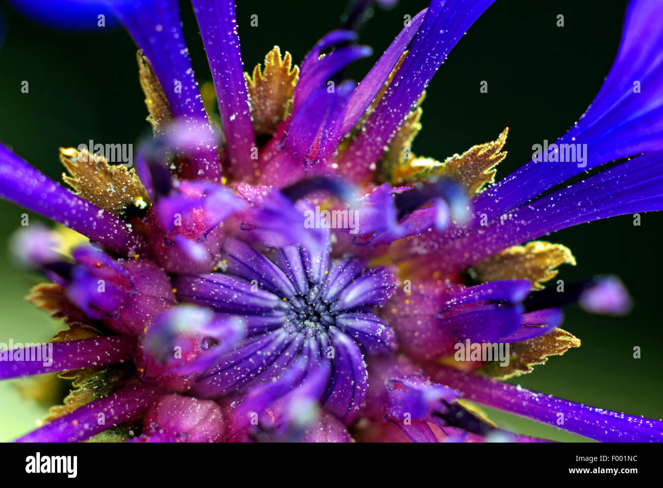 Montane Stern-Distel, ausdauernde Kornblume, Berg-Flockenblume (Centaurea Montana), Nahaufnahme von Blütenknospen in einem Blütenstand, Deutschland Stockfoto