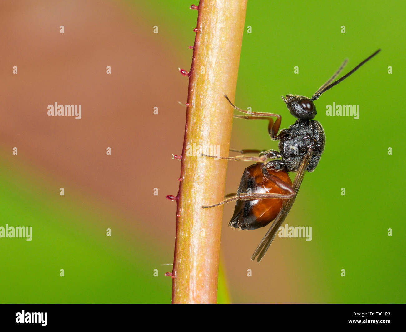 moosigen rose Gall Wasp, Bedeguar Gall Wasp (Diplolepis Rosae), Weibchen sitzen an einer Rose, Deutschland Stockfoto
