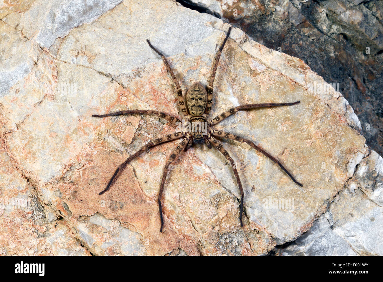 Riesenkrabbe Spinnen, Jäger Spinnen (Heteropoda Variegata), auf einem Stein, Türkei, Lykien, Dalyan Stockfoto