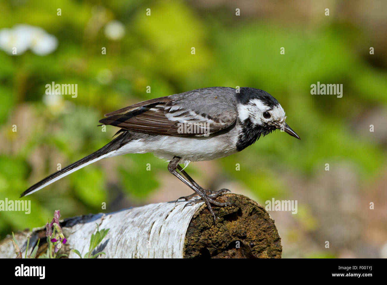 Trauerschnäpper Bachstelze (Motacilla Alba), auf Birke Baumstamm, Deutschland, Mecklenburg-Vorpommern Stockfoto