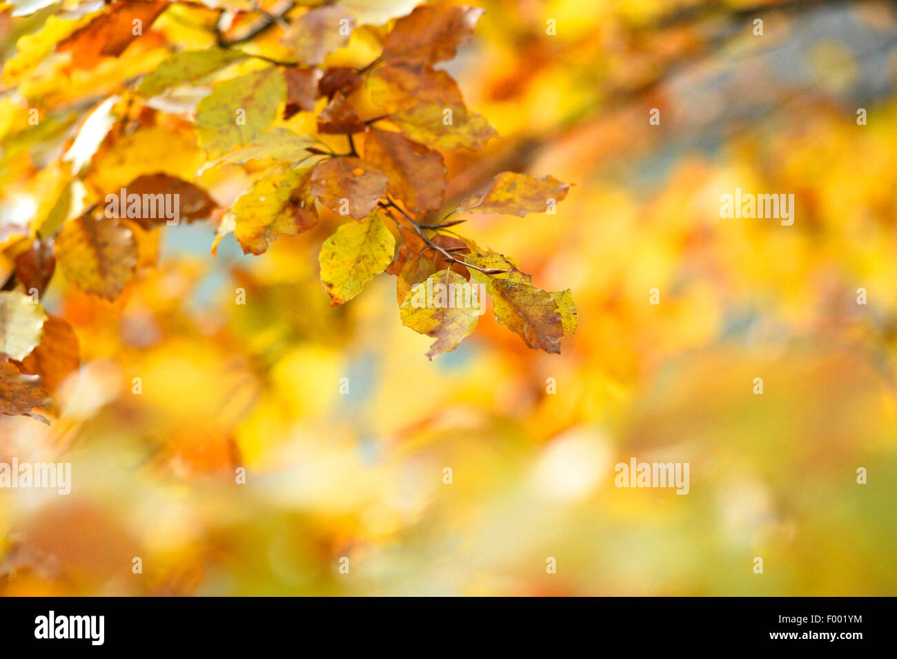 Rotbuche (Fagus Sylvatica), Zweig mit Herbst verlässt, Österreich Stockfoto
