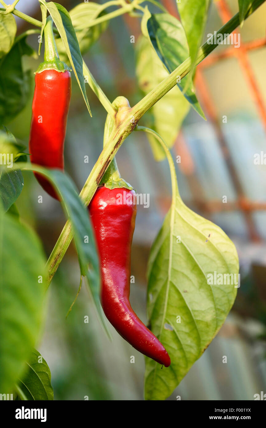 Chili (Capsicum spec.), zwei rote Chilis auf der Anlage Stockfoto