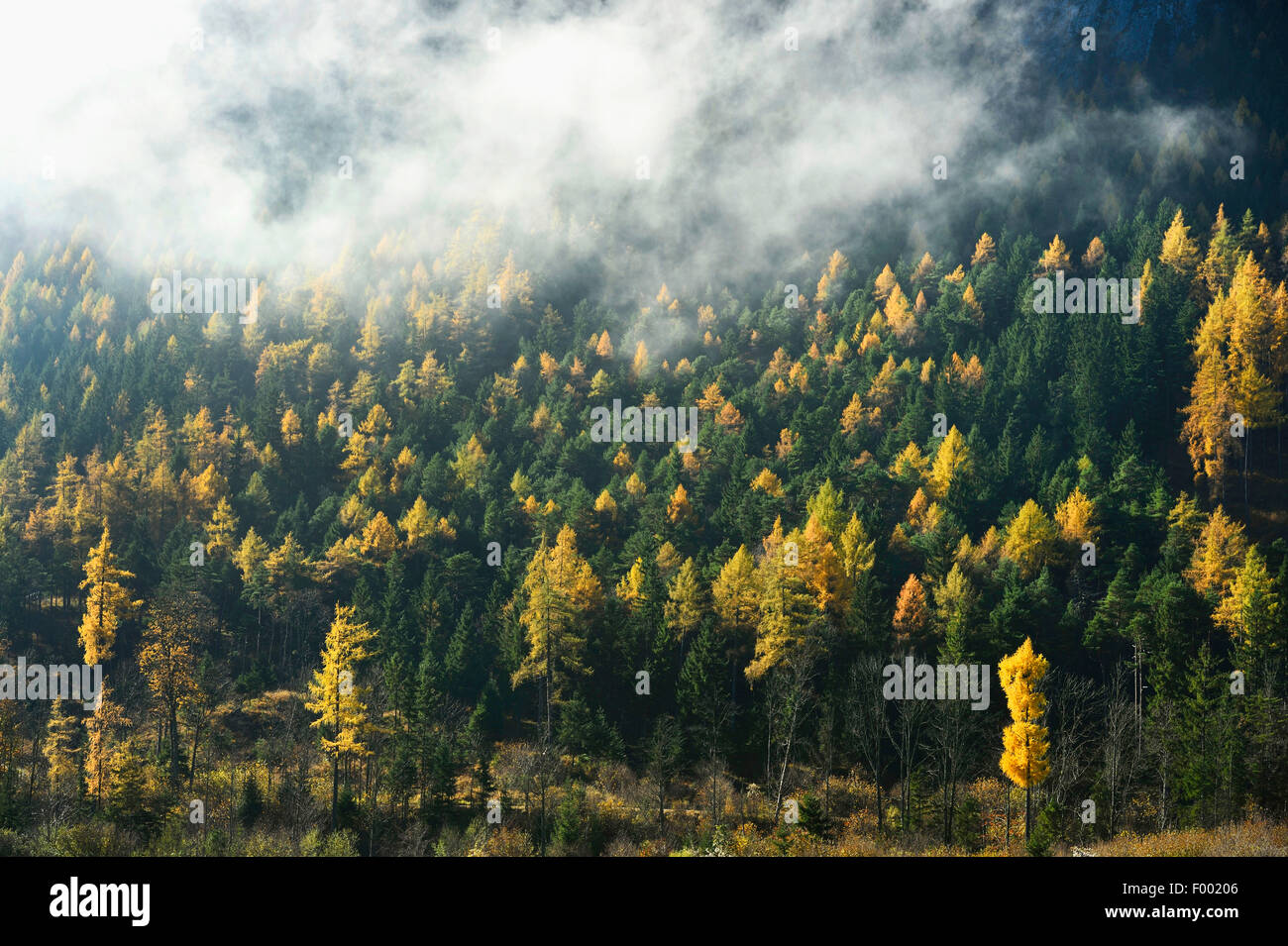 gemeinsamen Lärche, Lärche (Larix Decidua, Larix Europaea), Mischwald mit Lärchen im Herbst, Österreich, Steiermark Stockfoto