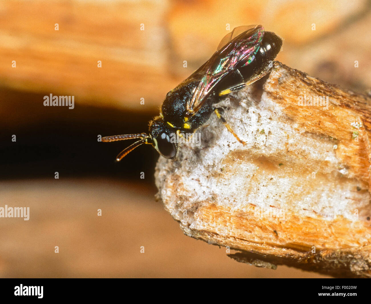 Gelb-faced Biene (Hylaeus Sinuatus), männliche am Nest, Deutschland Stockfoto