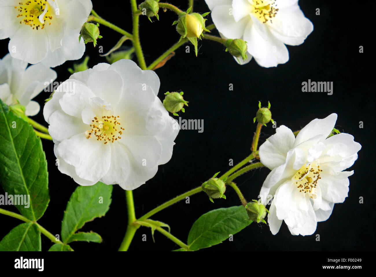 dekorative Rose (Rosa "Rambling Rector", Rosa Rambling Rector), Sorte Rosa Rambling Rector Stockfoto