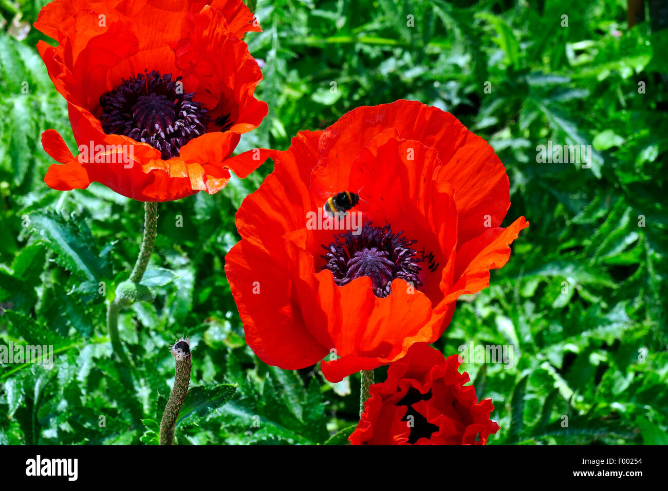 Orientalische Mohn (Papaver Orientale), Mohn Blumen mit nähert sich Hummel, Deutschland Stockfoto