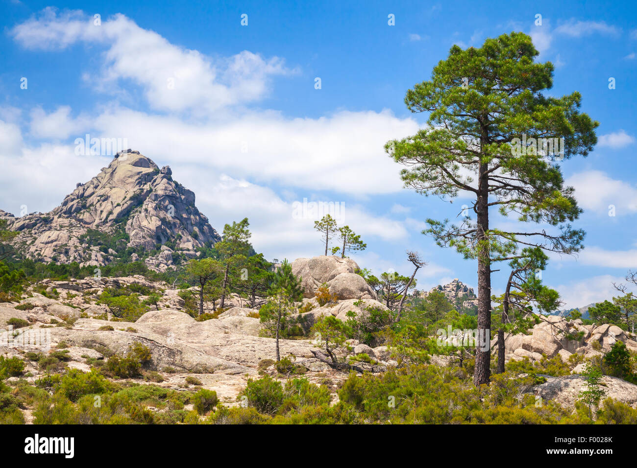 Natur der Insel Korsika, Berglandschaft mit Kiefer unter blauen Wolkenhimmel Stockfoto